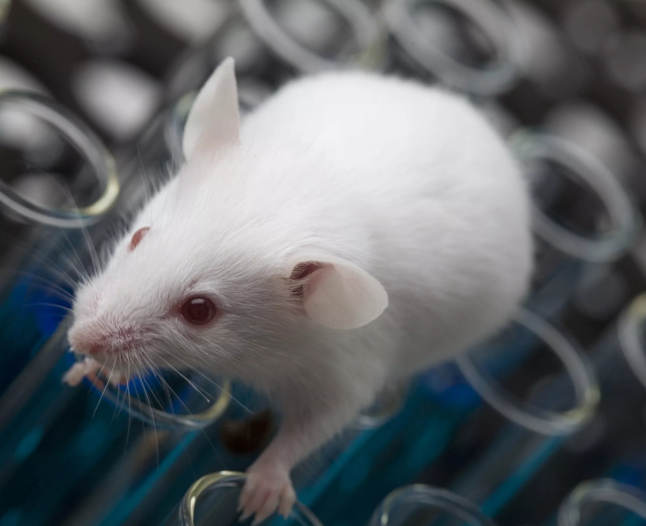 http://www.awtec.ru/images/page22/rat.jpg