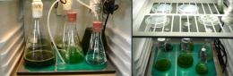 Шейкер-инкубатор PSI AlgaeTron AG 130-ECO